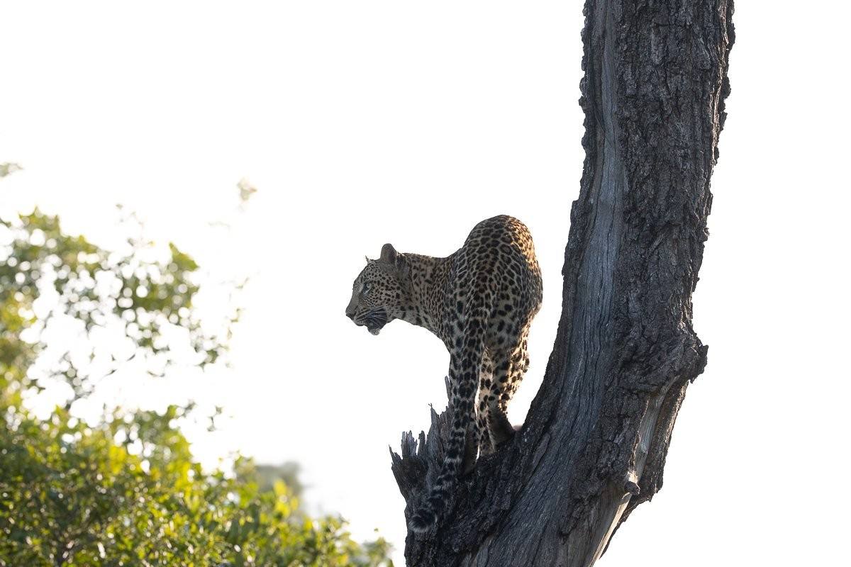 Sabi Sabi Ronald Mutero Kurhula Leopard In Tree