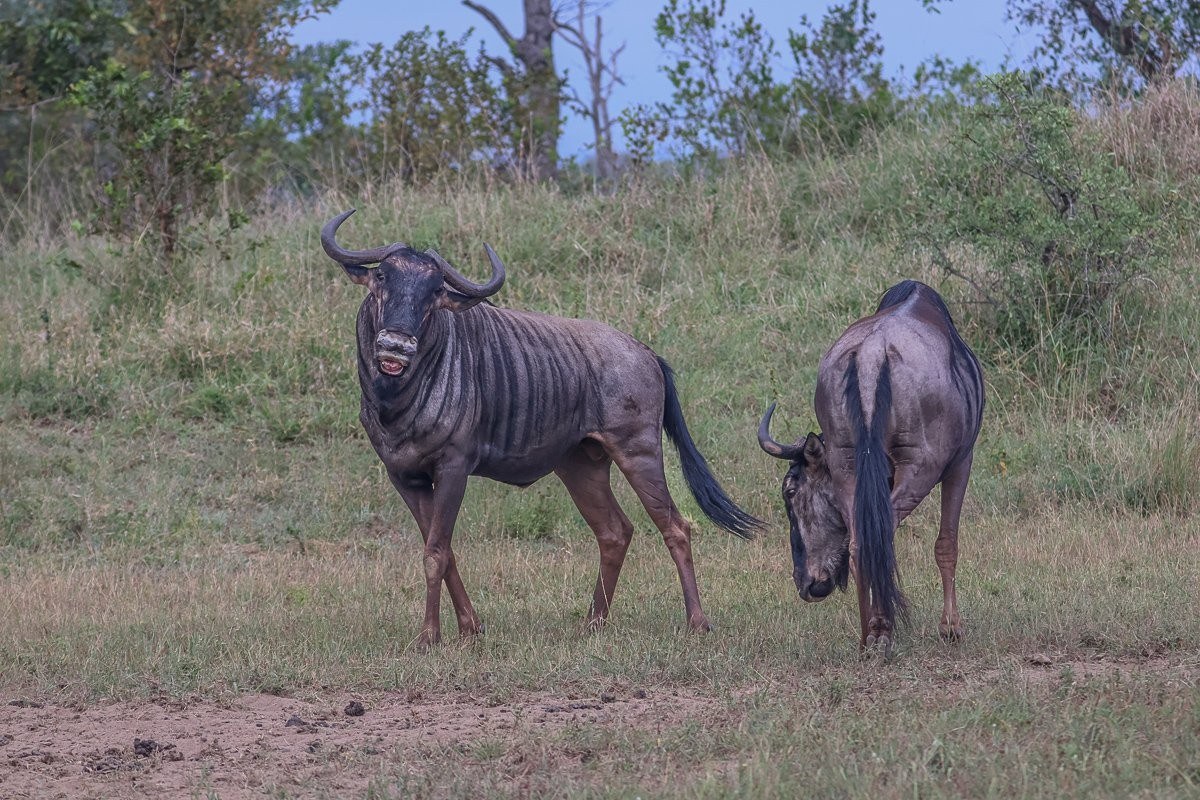 Sabi Sabi Ruan Mey Blue Wildebeest Bulls Dominance Display