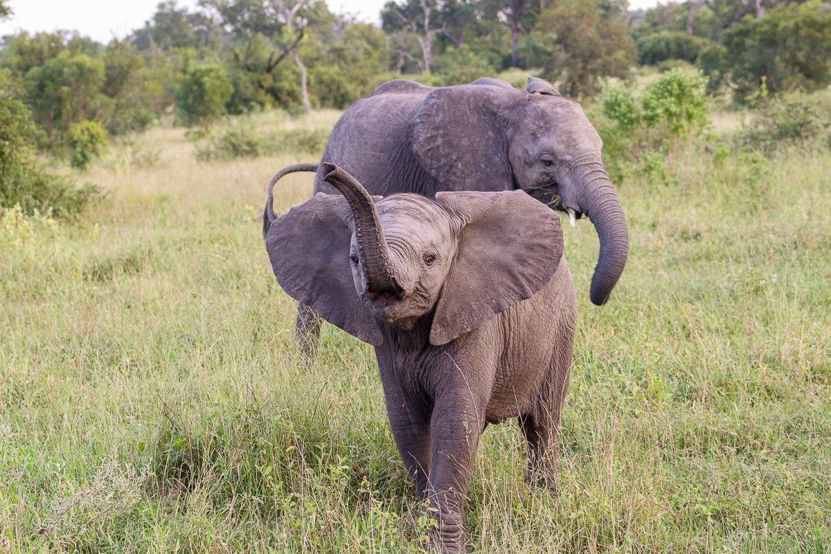 Sabi Sabi Jana Du Plessis Elephant Calf