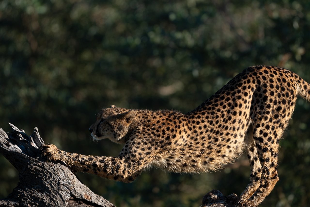 Cheetah stretching on a log