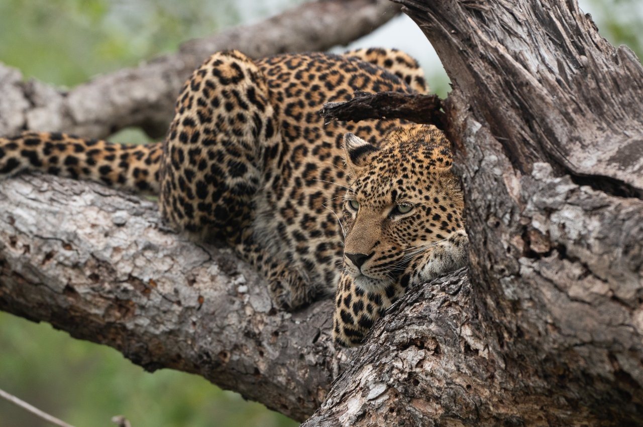 Kurhula leopard resting in a tree. 