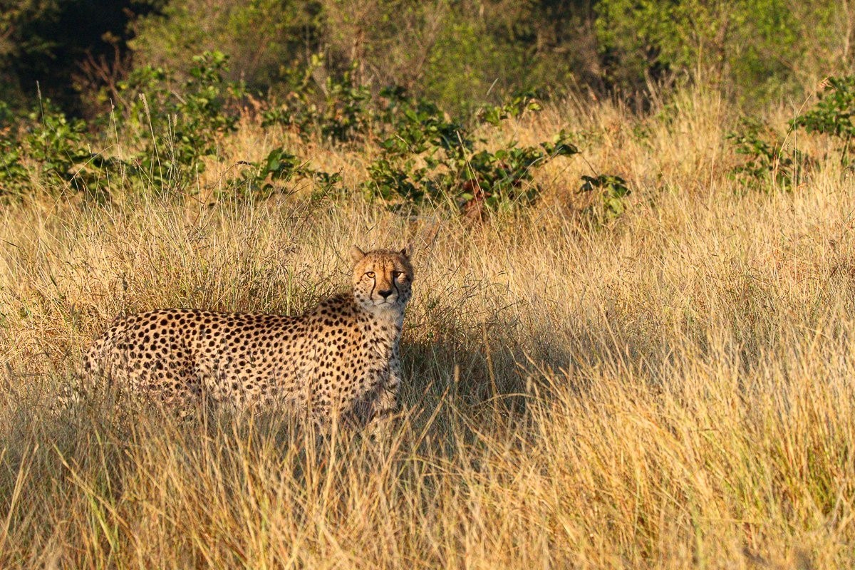 Male cheetah move through the Sabi Sabi bushveld after being tracked from fresh spoor near Selati Camp.