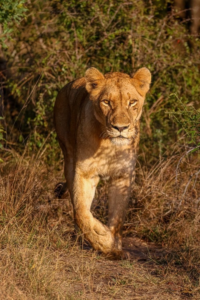 Southern Pride lionesses move through the reserve after finishing a meal.