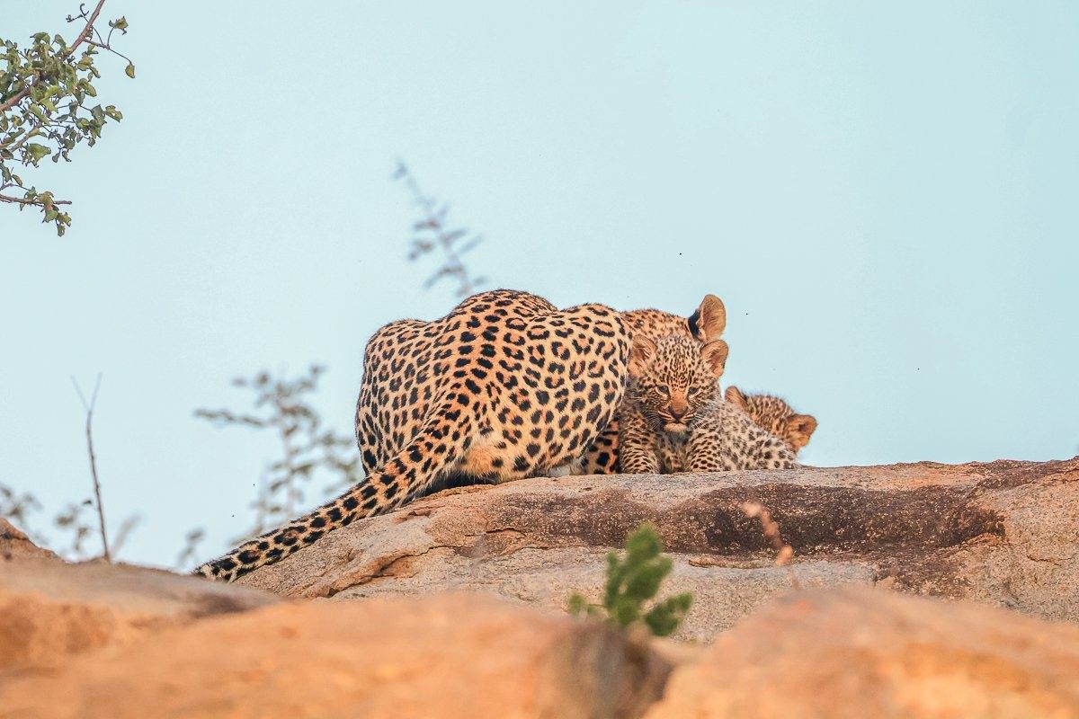 Sabi Sabi Ruan Mey Golonyi Leopard Resting Between Hunts