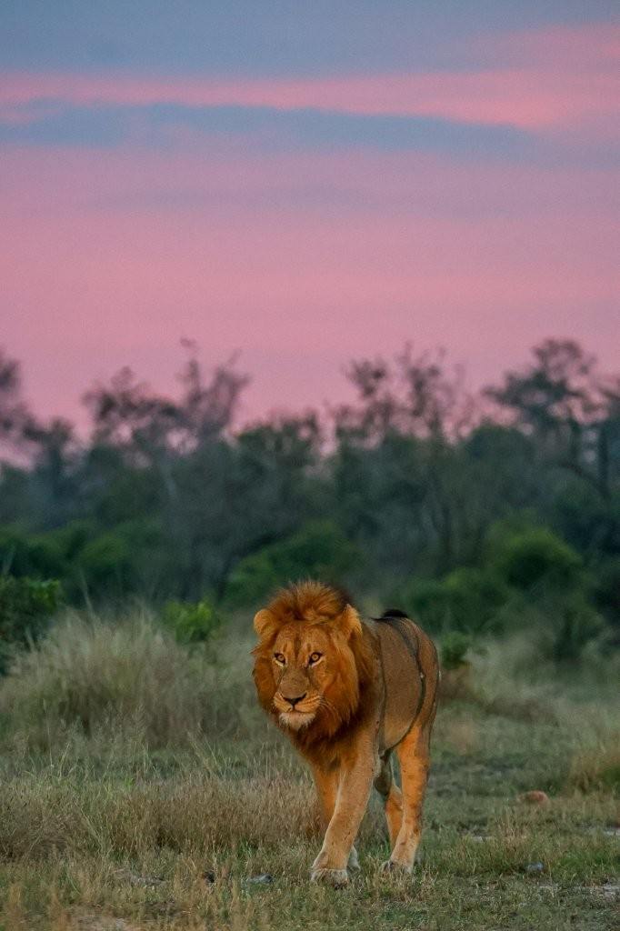 N’waswishaka male lion surveying his territory after a successful takeover.