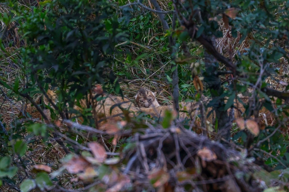 Newly born Southern Pride lion cubs resting safely at a secluded den site in Sabi Sabi.
