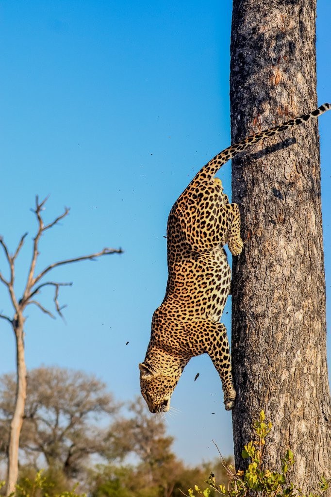 Khulwana male leopard scaling down the tree.