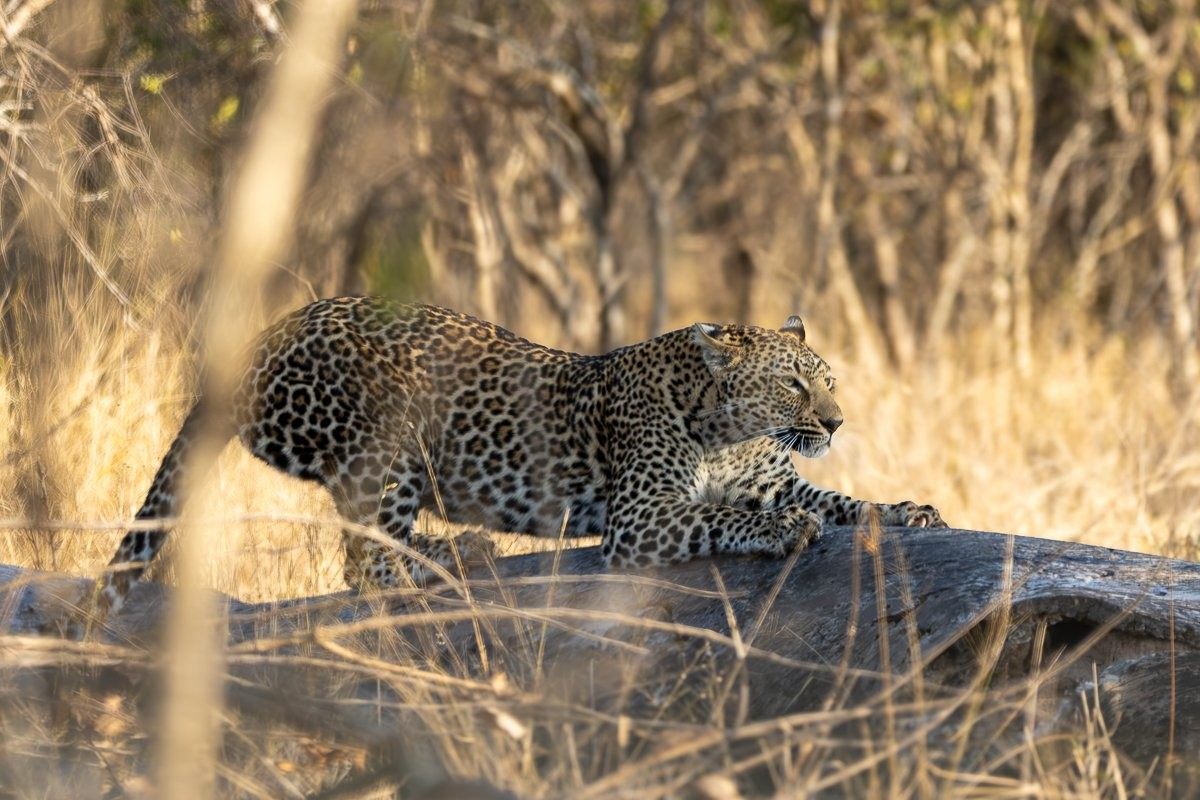 Sabi Sabi Ronald Mutero Ntsumi Leopardess Hunting In Winter Bushveld