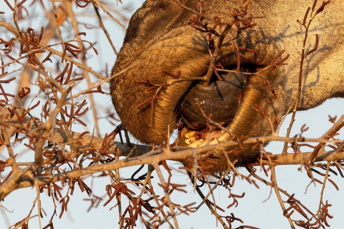 Sabi Sabi Benjamin Loon Giraffe Tongue Reaching For Tamboti Flowers