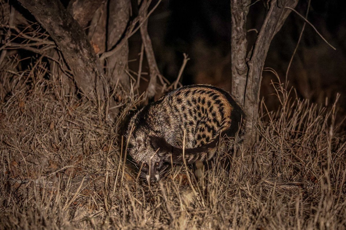 African civet moving through the bushveld.