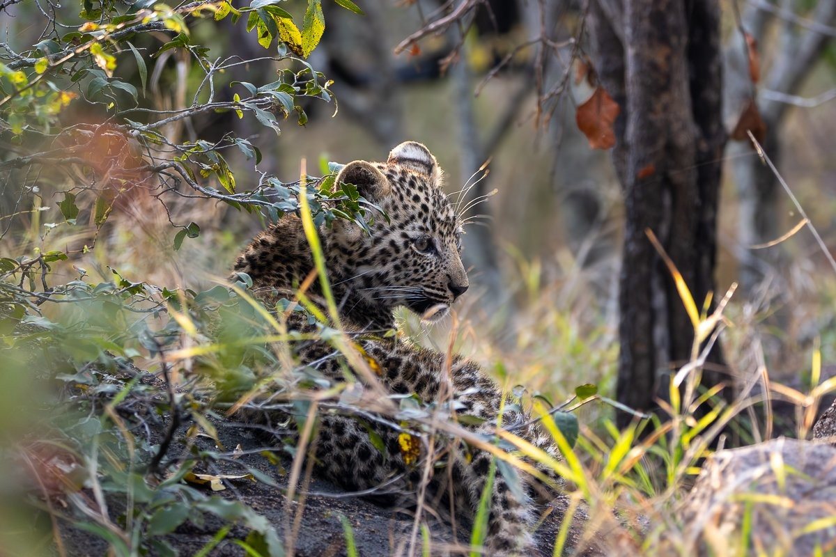 Young leopard cub  resting near Kurhula in the bush