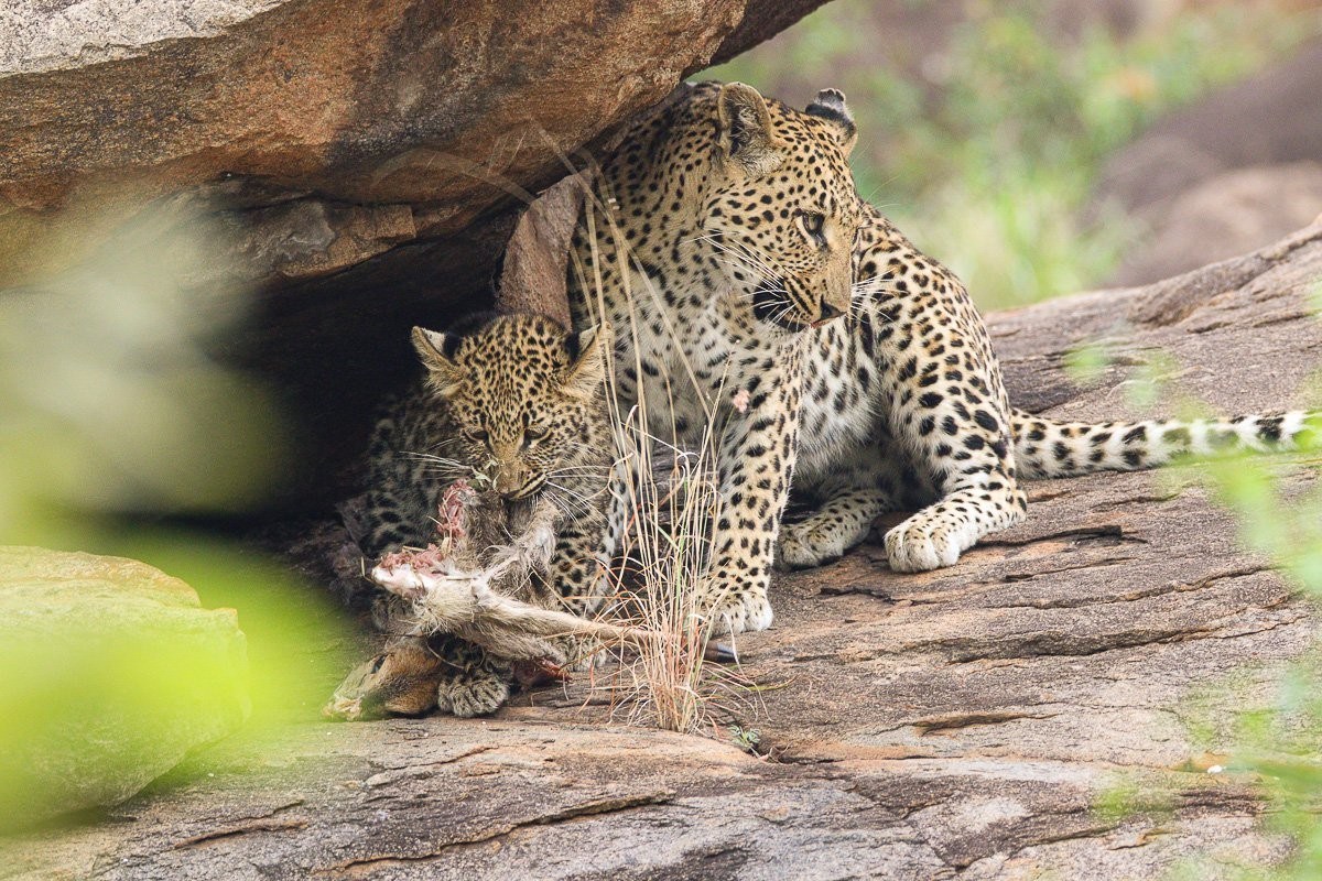 Golonyi leopardess feeding on a duiker kill