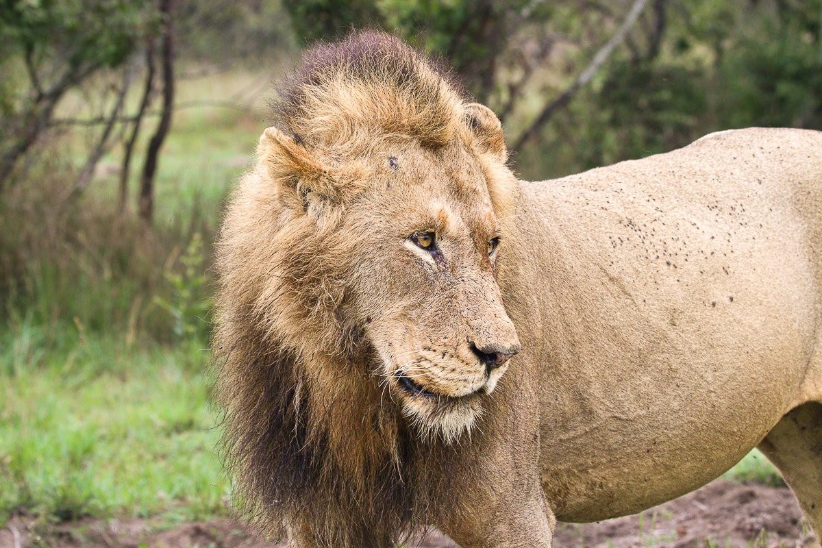 N’waswishaka male lion with members of the Msuthlu Pride after a meal