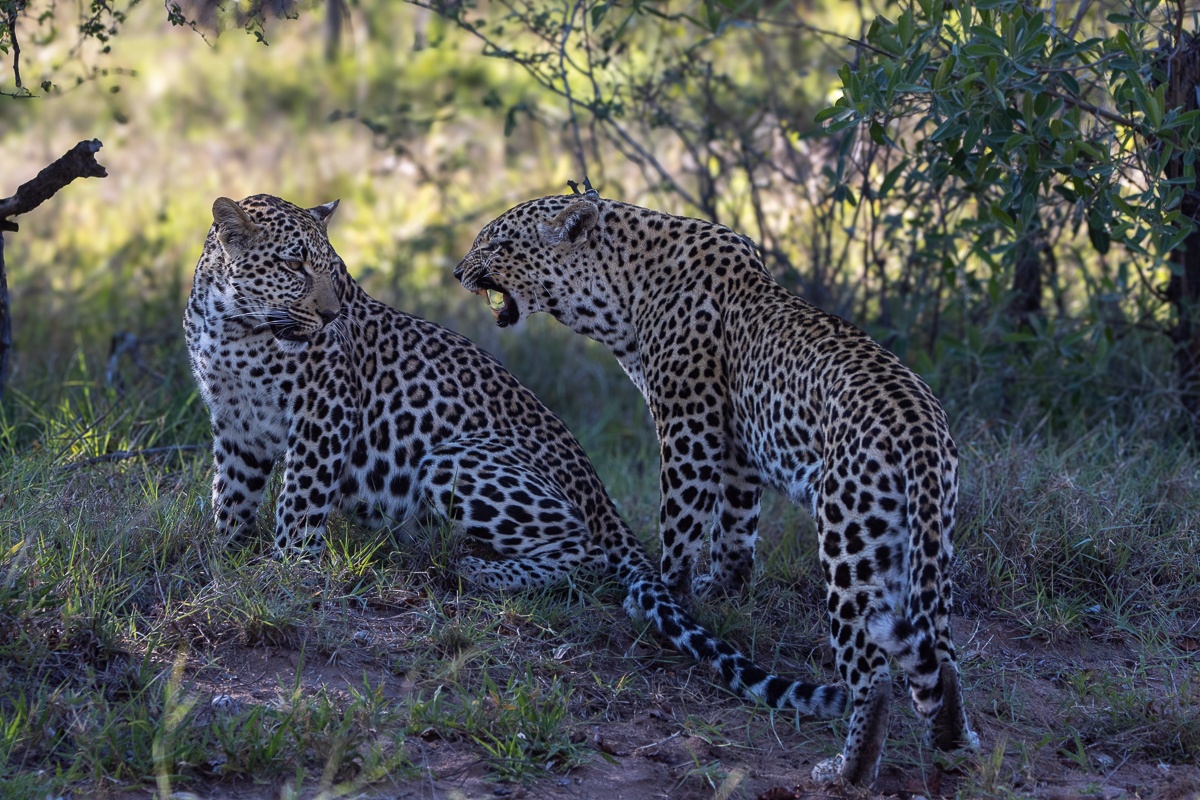 Two leopards communicating with each other
