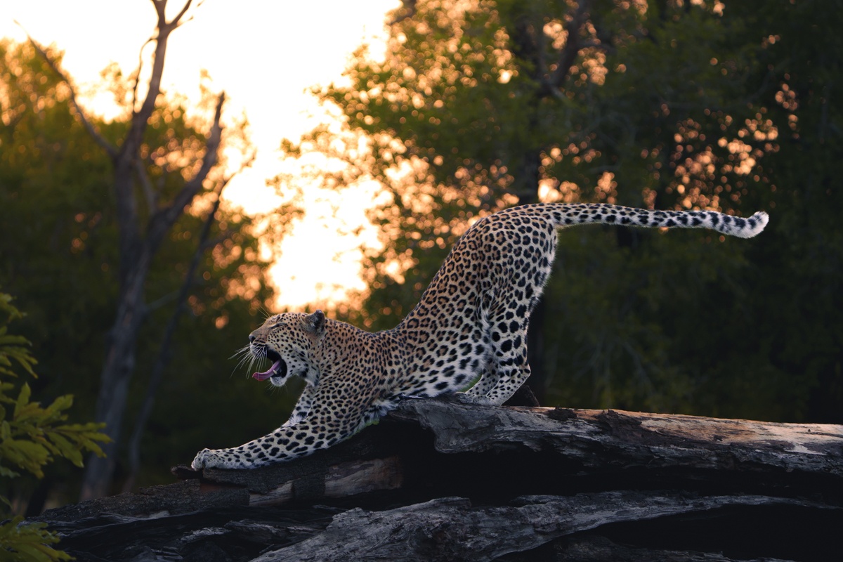 Golonyi the leopard captured yawning and stretching on a fallen tree trunk