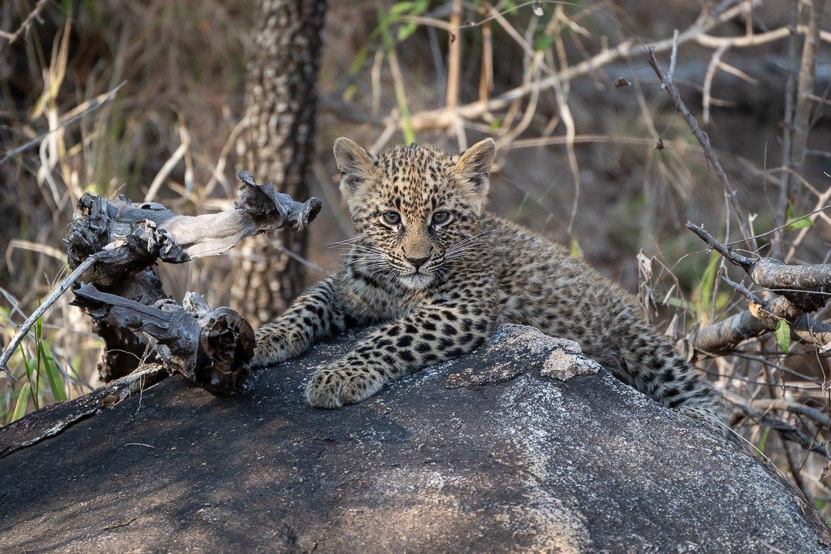 A few days later we spotted fresh tracks of a female leopard and found Ntsumi as she navigated her cubs to a secluded spot along a drainage line.