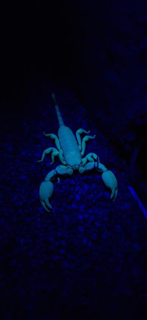 The glow emitted by scorpions under UV light is typically bright blue or green in colour The glow emitted by scorpions under UV light is typically bright blue or green in colour