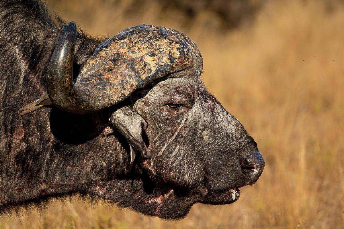 A buffalo with head injuries from a fight. A buffalo with head injuries from a fight.