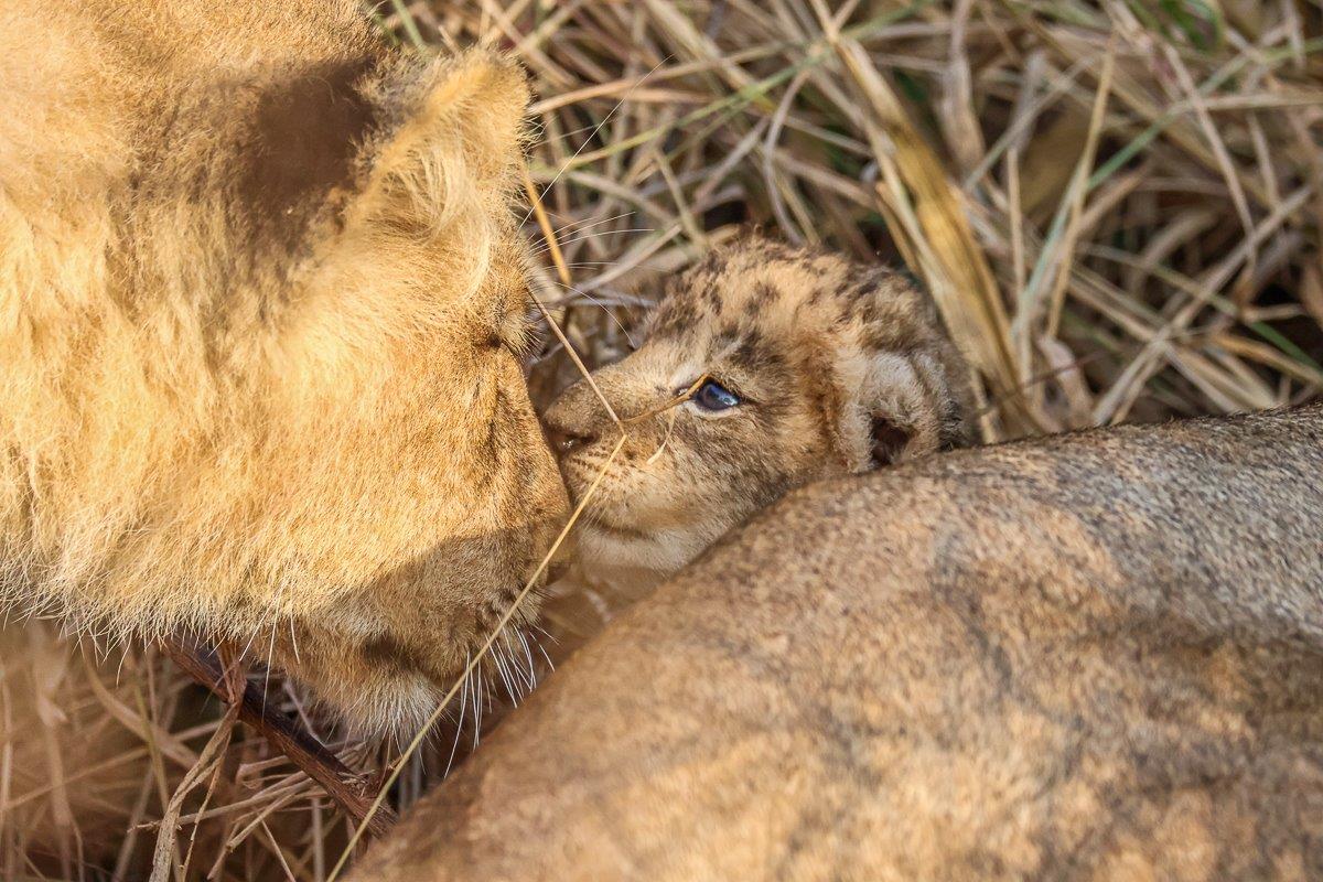 A tender moment as a lioness from the Msuthlu Pride touches noses with one of her newborn cubs.
