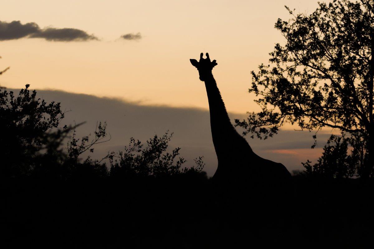 Sabi Sabi Jan Nel Giraffe Sabi Sabi Jan Nel Giraffe
