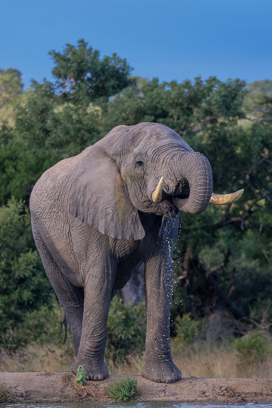 An elephant drinks water from a waterhole near Sabi Sabi. An elephant drinks water from a waterhole near Sabi Sabi.