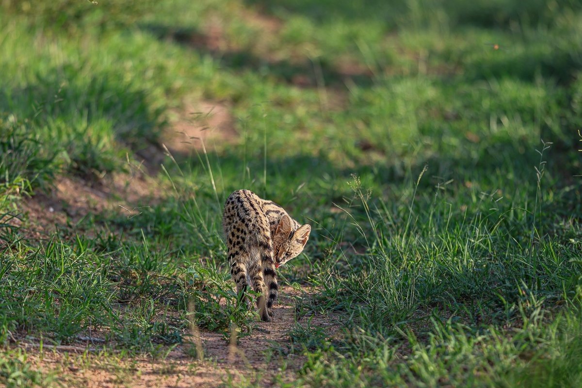 A Serval seen in broad daylight. A Serval seen in broad daylight.