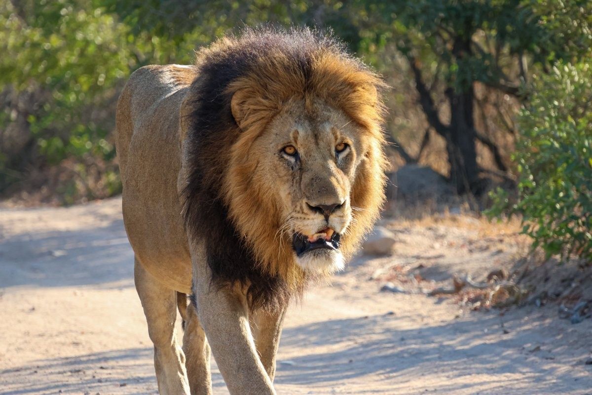 Styx male lion making an appearance