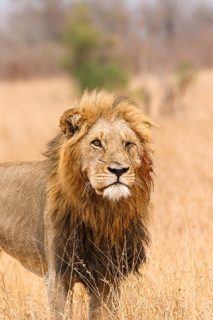 Sabi Sabi Jana Du Plessis Gijima Dominant Male Sabi Sabi Jana Du Plessis Gijima Dominant Male
