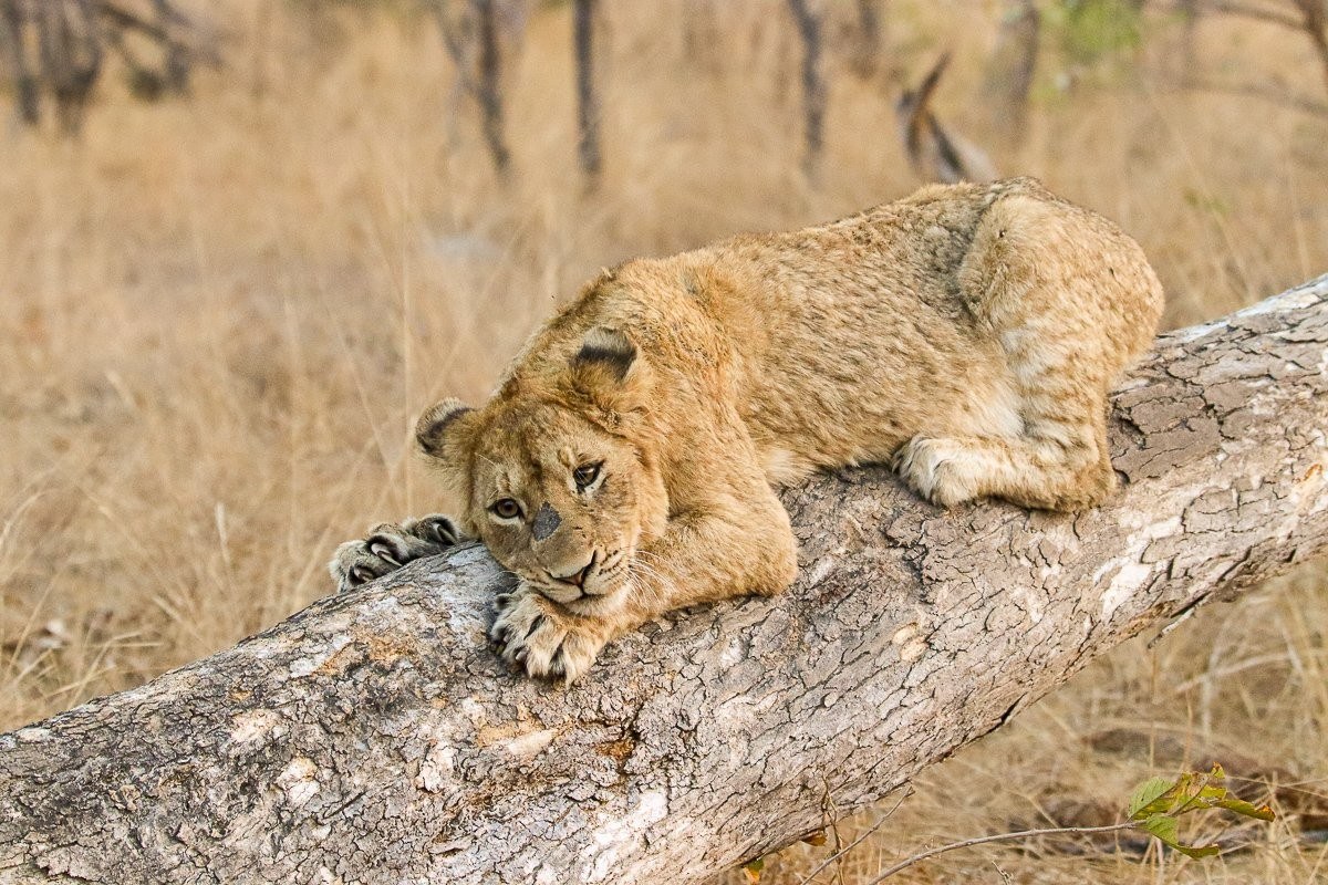 Sabi Sabi Jana Du Plessis Msuthlu Lion On Tree Sabi Sabi Jana Du Plessis Msuthlu Lion On Tree