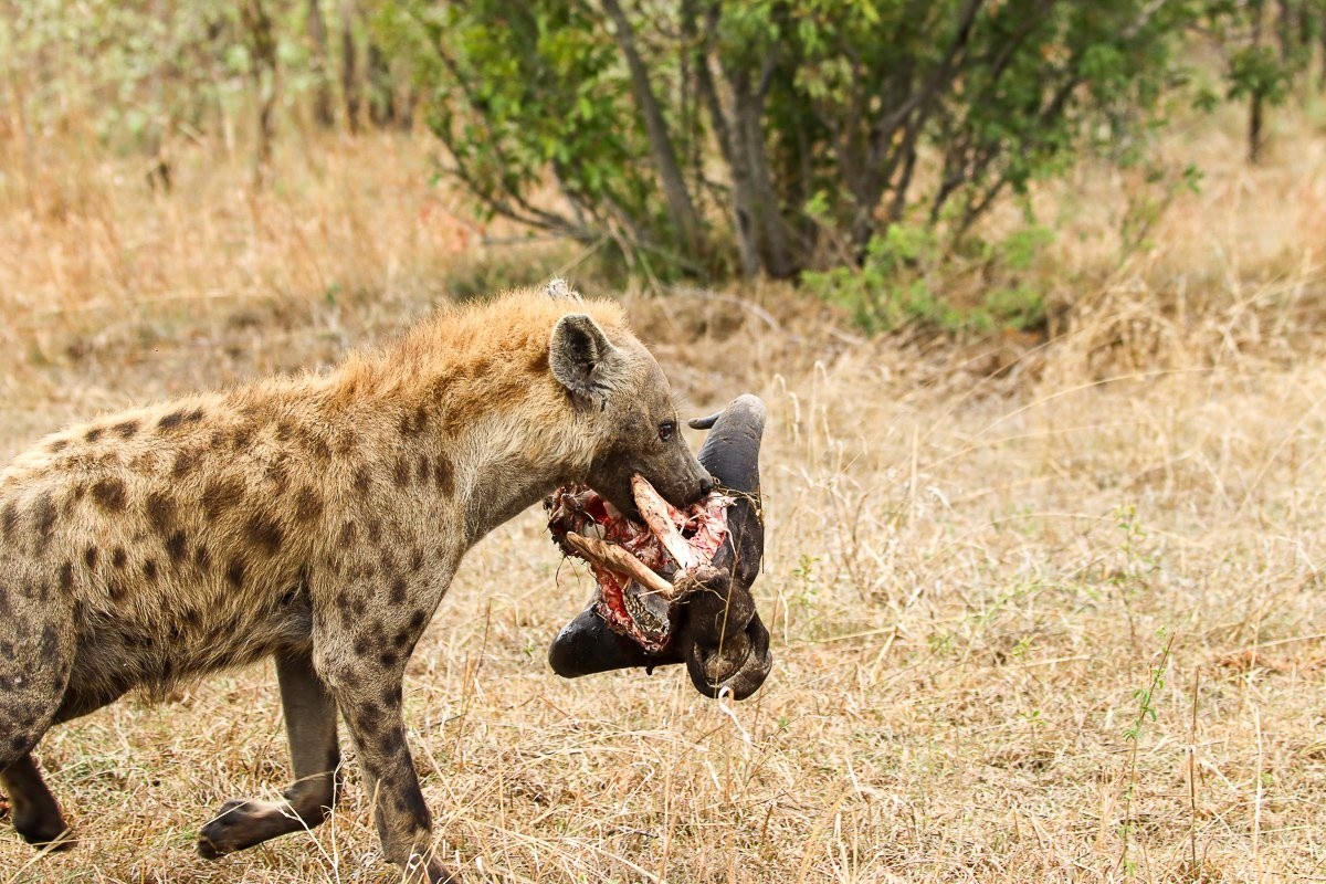 A spotted hyena crunches on the skull of a young buffalo, remnants of a lion kill.