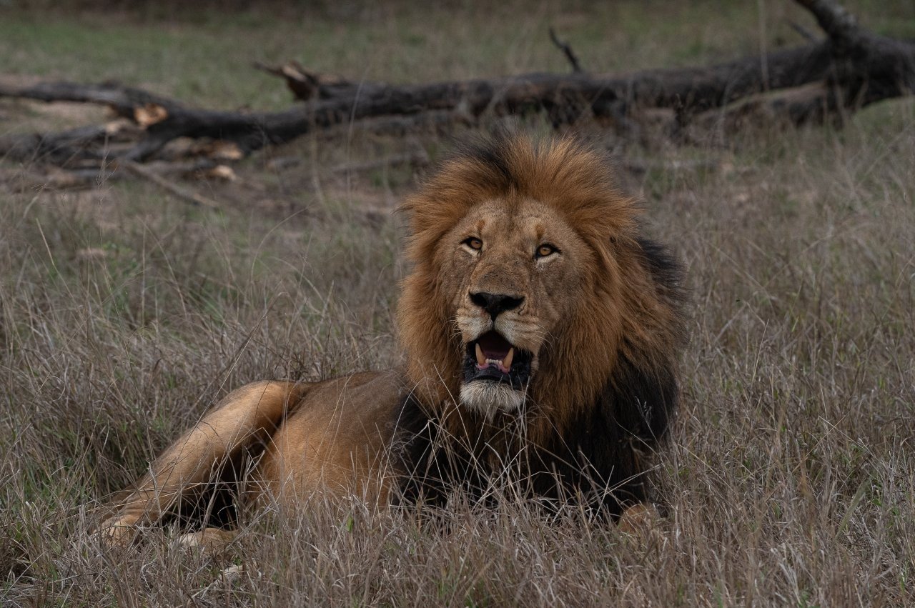 A Gijima male lion grooms himself after feeding, flies buzzing around the carcass nearby.