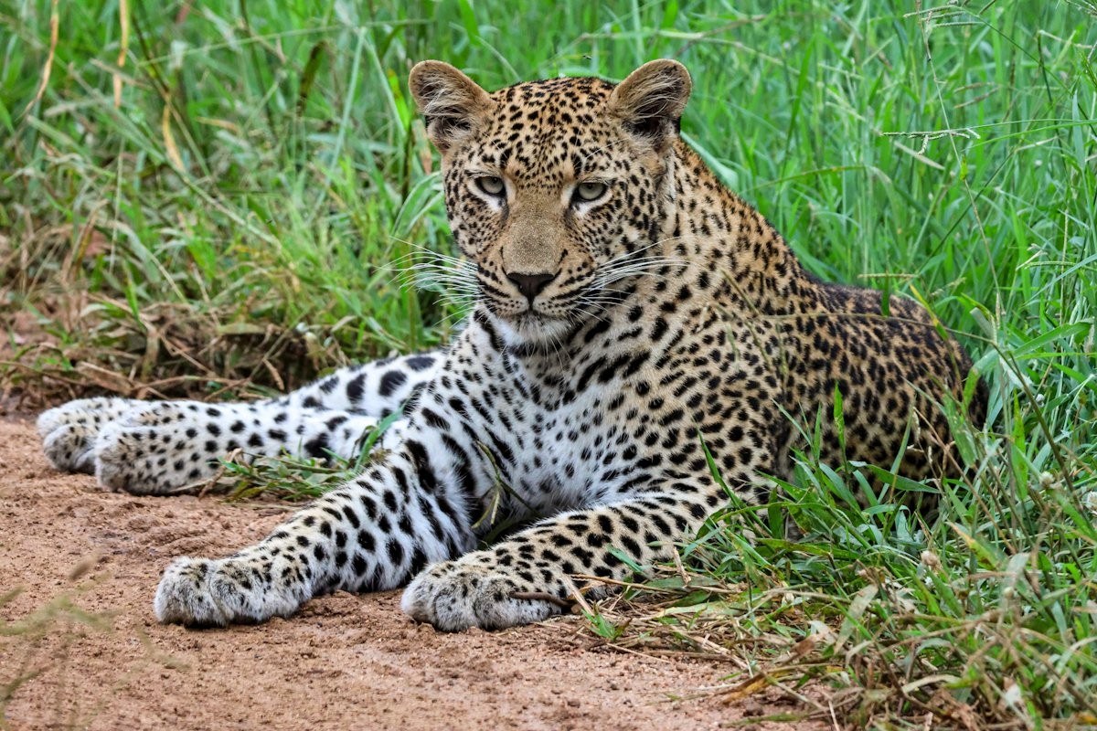 Sabi Sabi Jan Nel Kurhula Female Leopard
