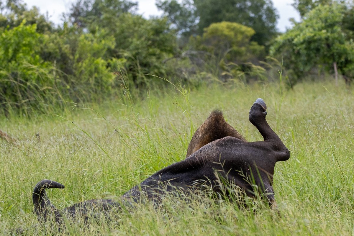Sabi Sabi Ronald Mutero Nwash Male Lion