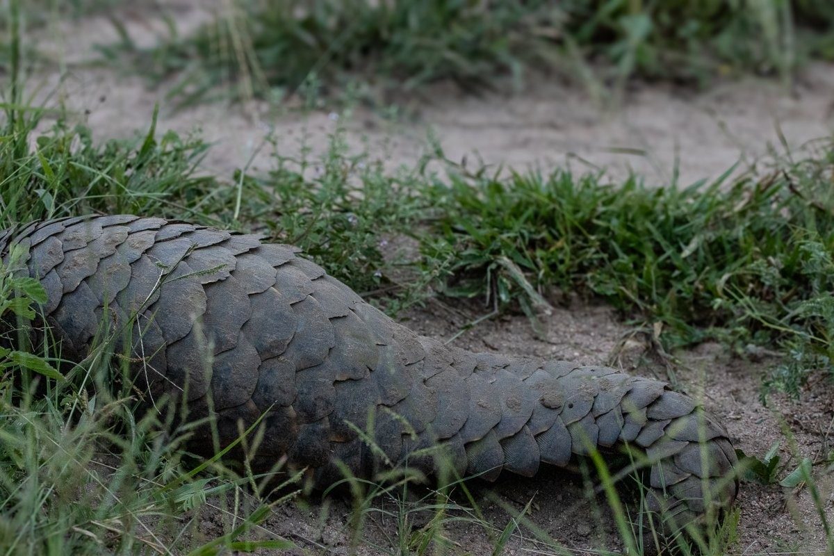 The pangolin is one of the most elusive animals in the wild.