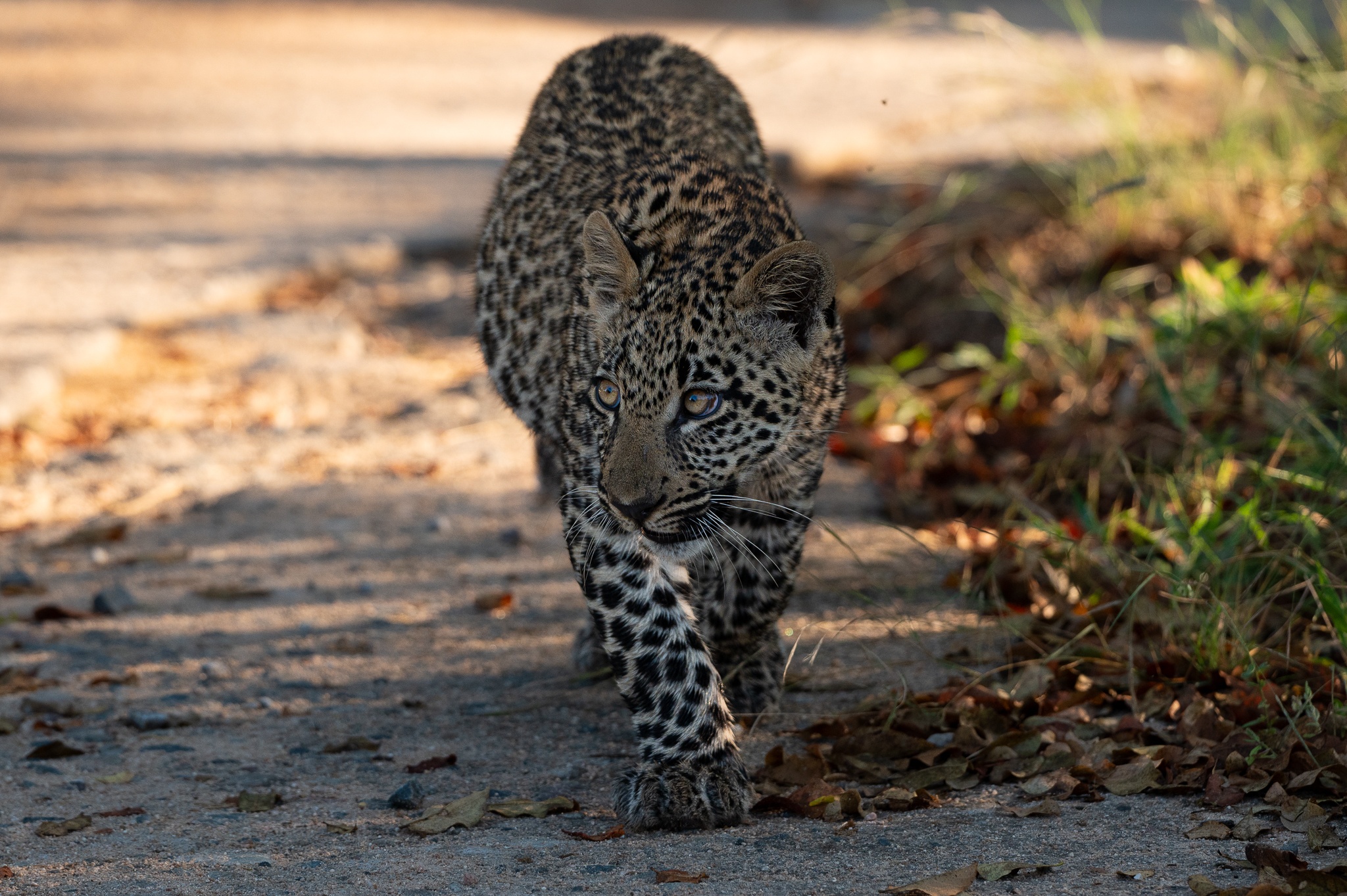 Sabi Sabi Viviane Ladner Tengile