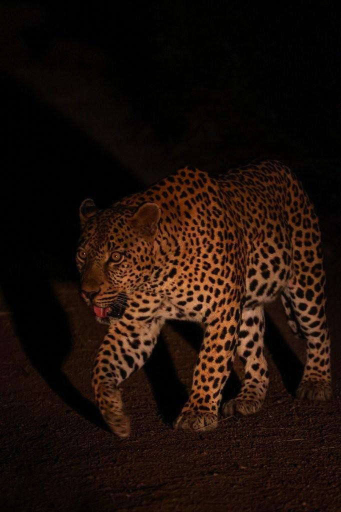Nsuku leopard moving along edge of rival territory.