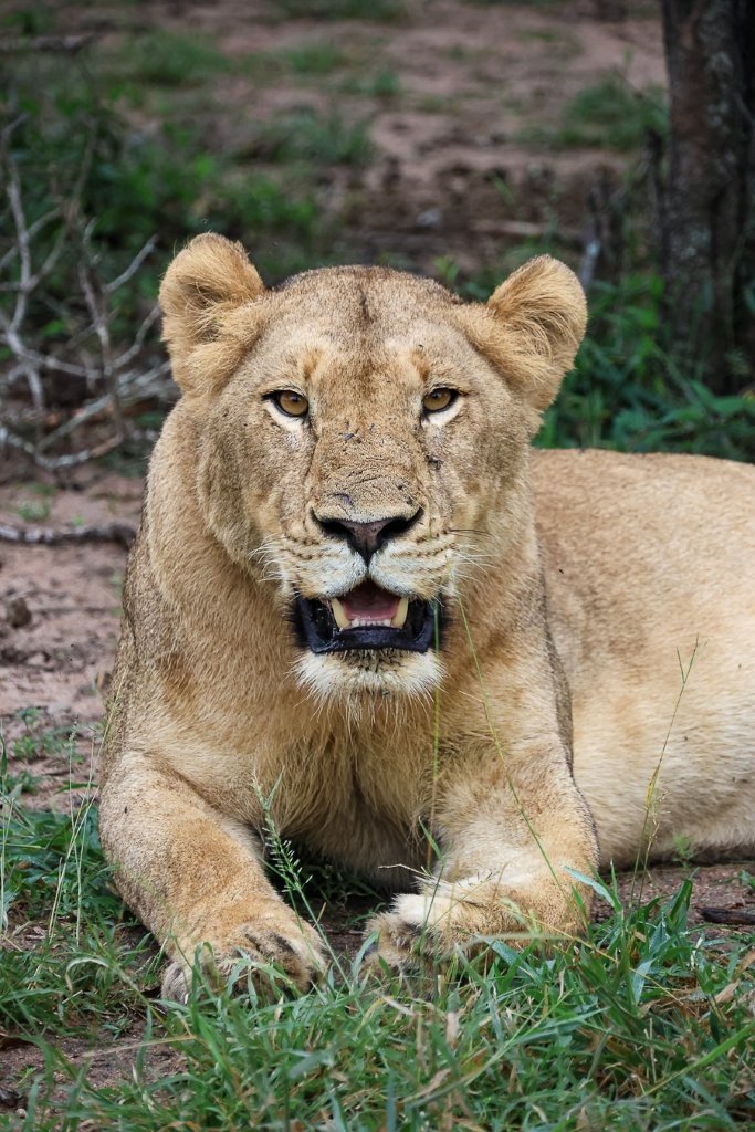 Lions from Kambula Breakaway pride resting after a large meal.