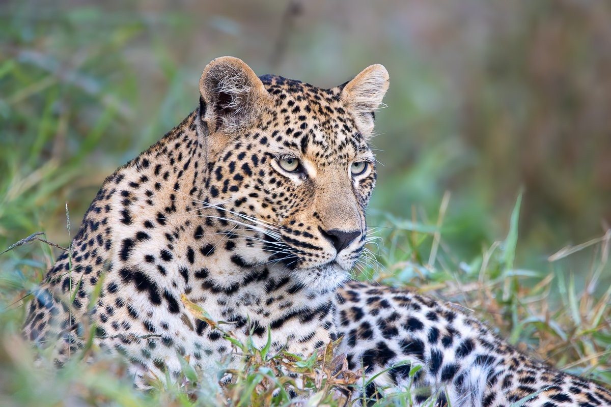 Kurhula leopard resting beside her concealed warthog kill in a drainage line.