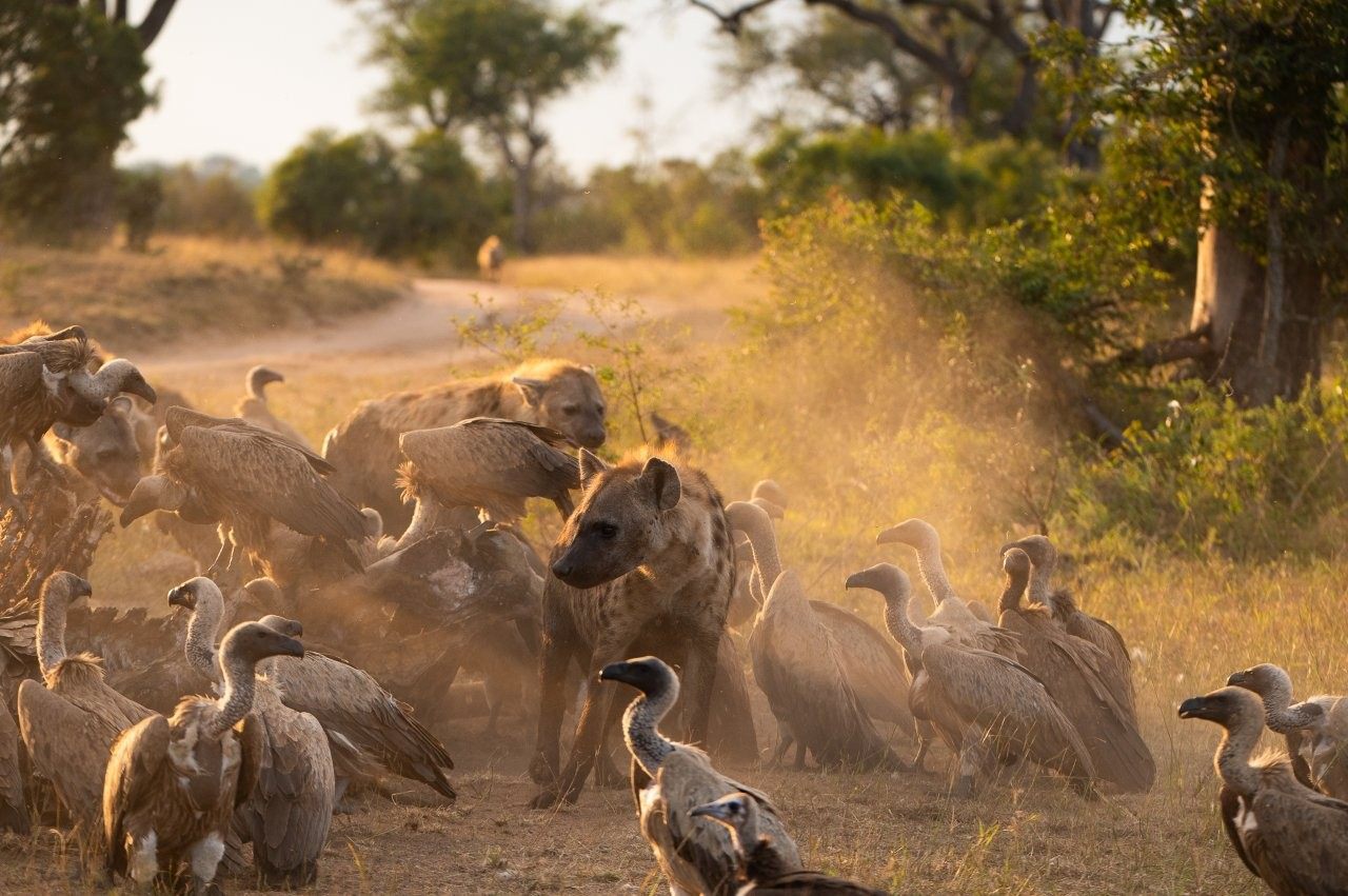 Spotted hyenas and vultures competing for access to a giraffe carcass.