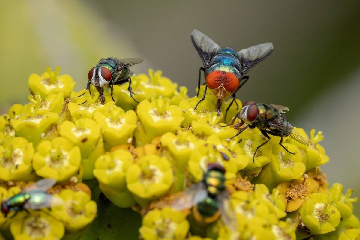 Fly feeding on the flowers of a Bushveld Candelabra tree.