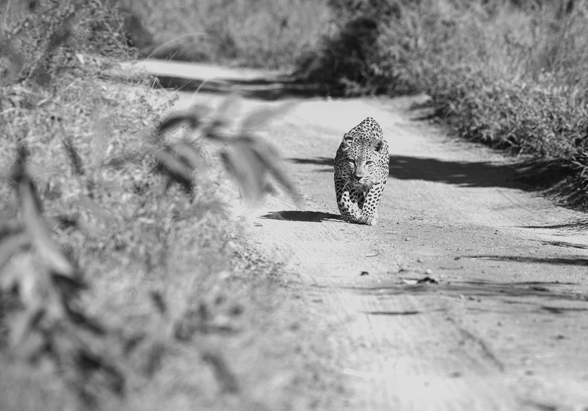 Ntsumi female leopard searching for hunting opportunities.