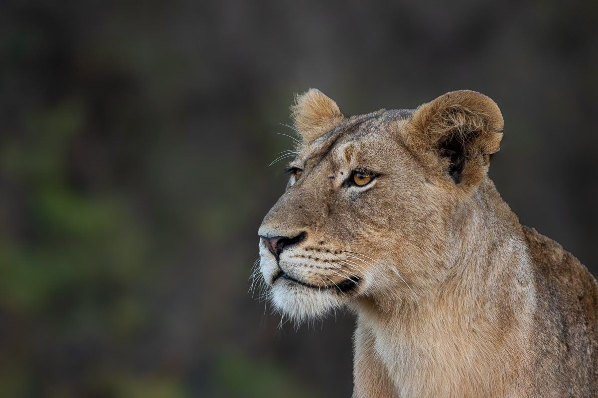 Lionesses from the Msuthlu Pride stalking a buffalo herd in Sabi Sabi.