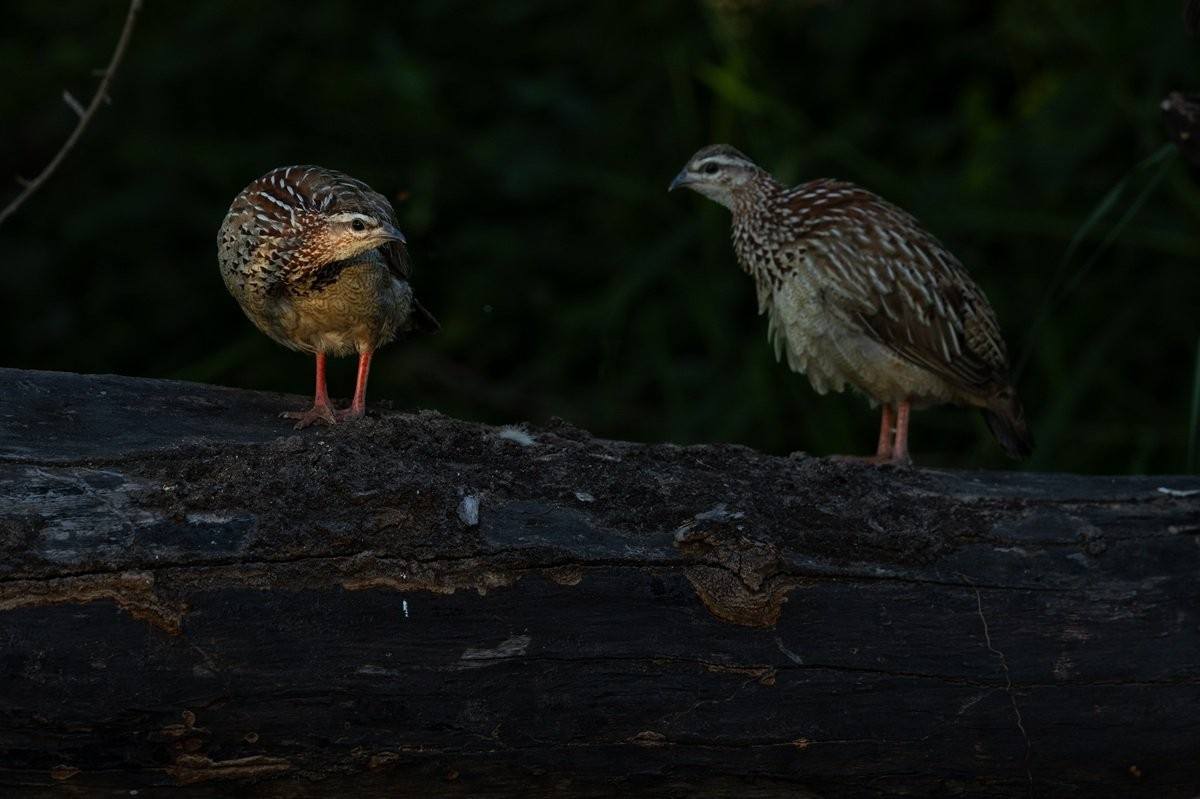 Crested Francolin foraging for seeds and insects in the African bush.