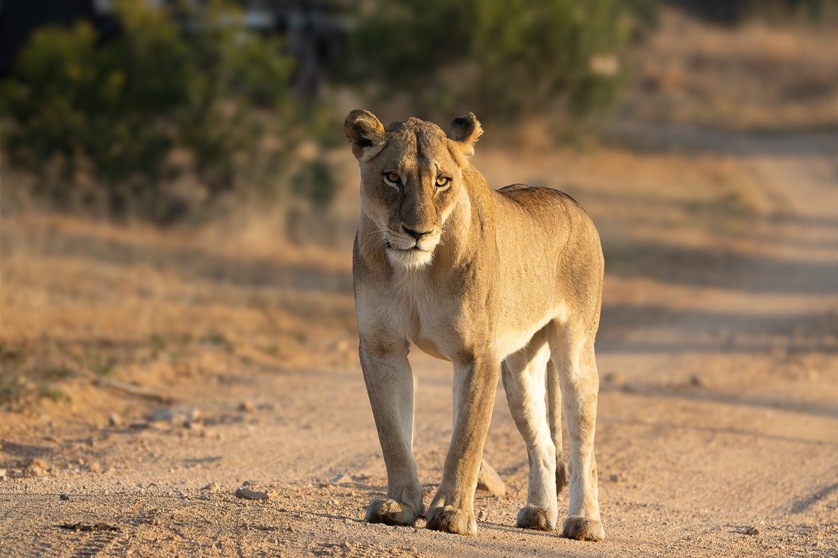N’waswishaka male lion standing on the road