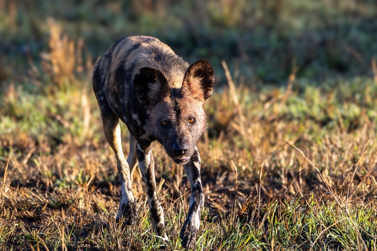 Sabi Sabi Ronald Mutero African Wild Dogs Gathered Around Impala Kill Sabi Sabi