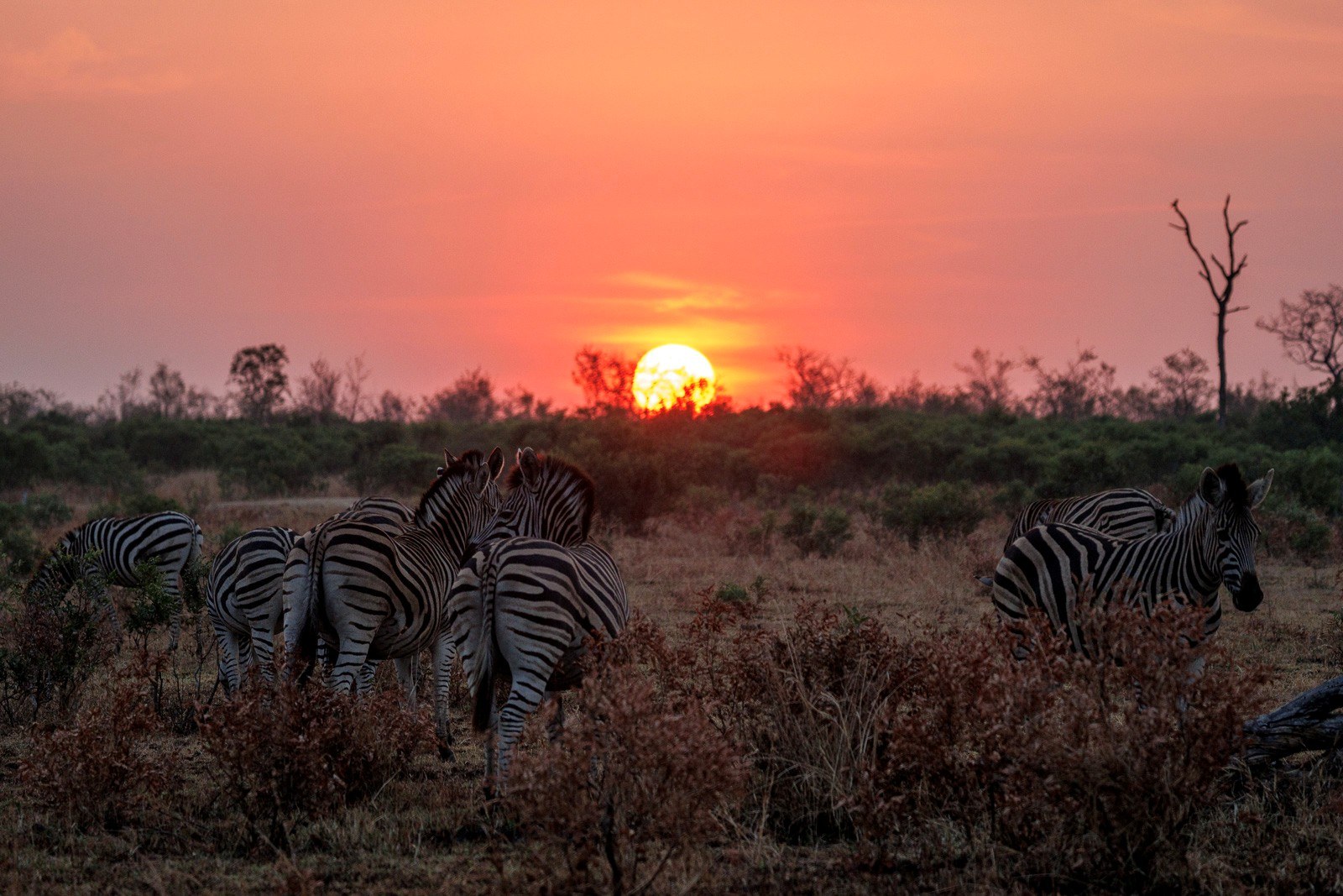 A herd of zebras gather as the sun sets for the day