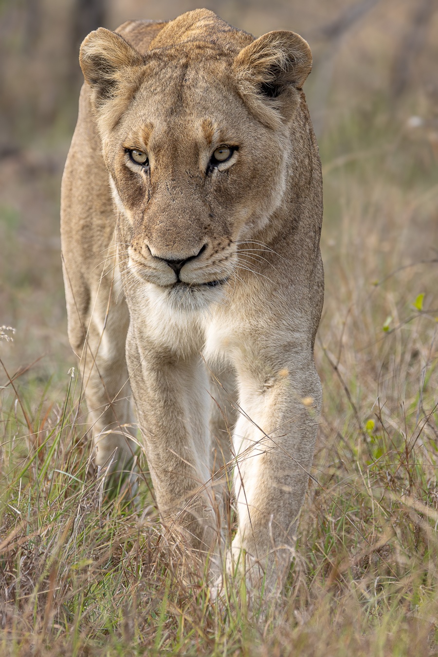 A Msuthlu Pride lioness frontal view captured as she walks along the bushveld