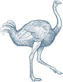 Bgt Ostrich Small