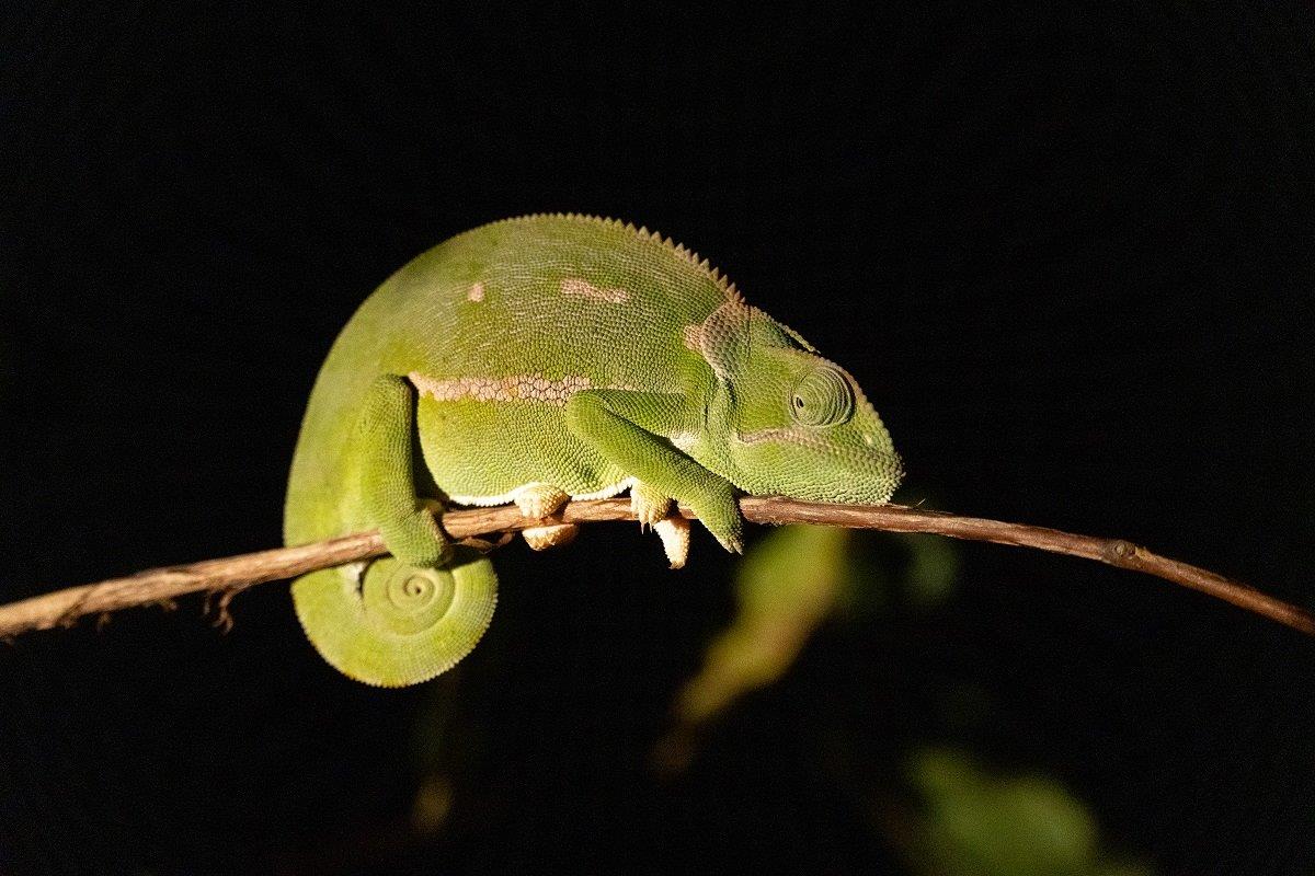 At night time, Chameleons will relax the pigment cells that absorb any light, displaying a much brighter green than in the day.