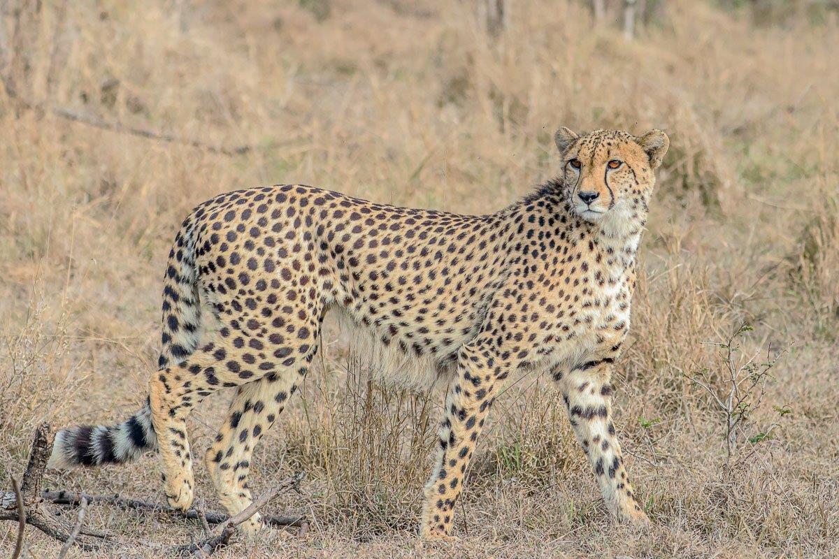 We finally got lucky as we found this majestic cheetah gracefully walking through the thicket. We finally got lucky as we found this majestic cheetah gracefully walking through the thicket.